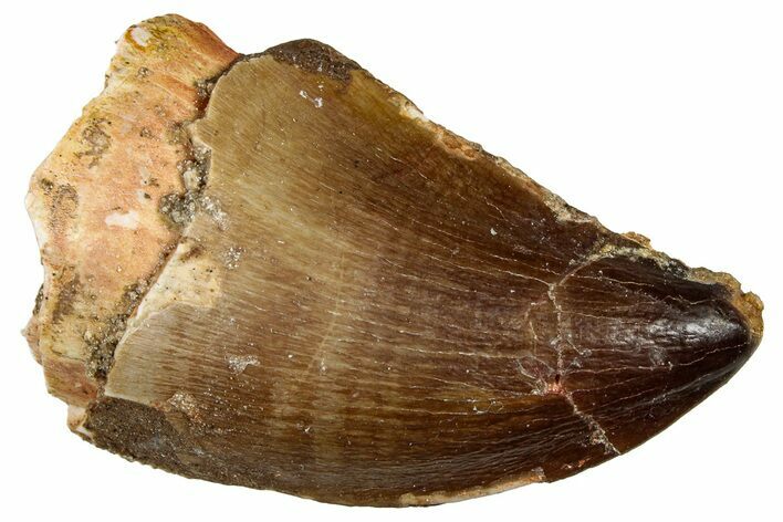 Fossil Mosasaur (Thalassotitan) Tooth - Morocco #330243